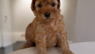 Orijinal Toy Poodle Brown yavru - Dişi